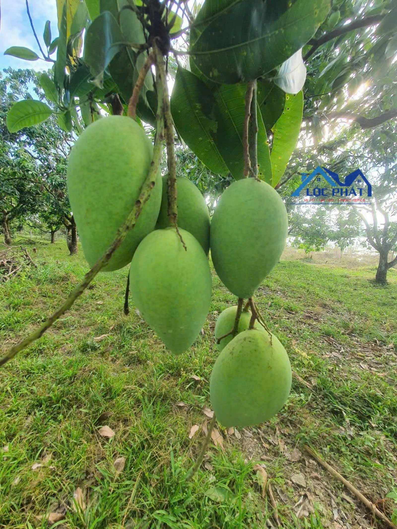 BÁN ĐẤT MẶT HỒ TRỊ AN – PHÚ LÝ, VĨNH CỬU 1,6ha giá chỉ 8 tỷ